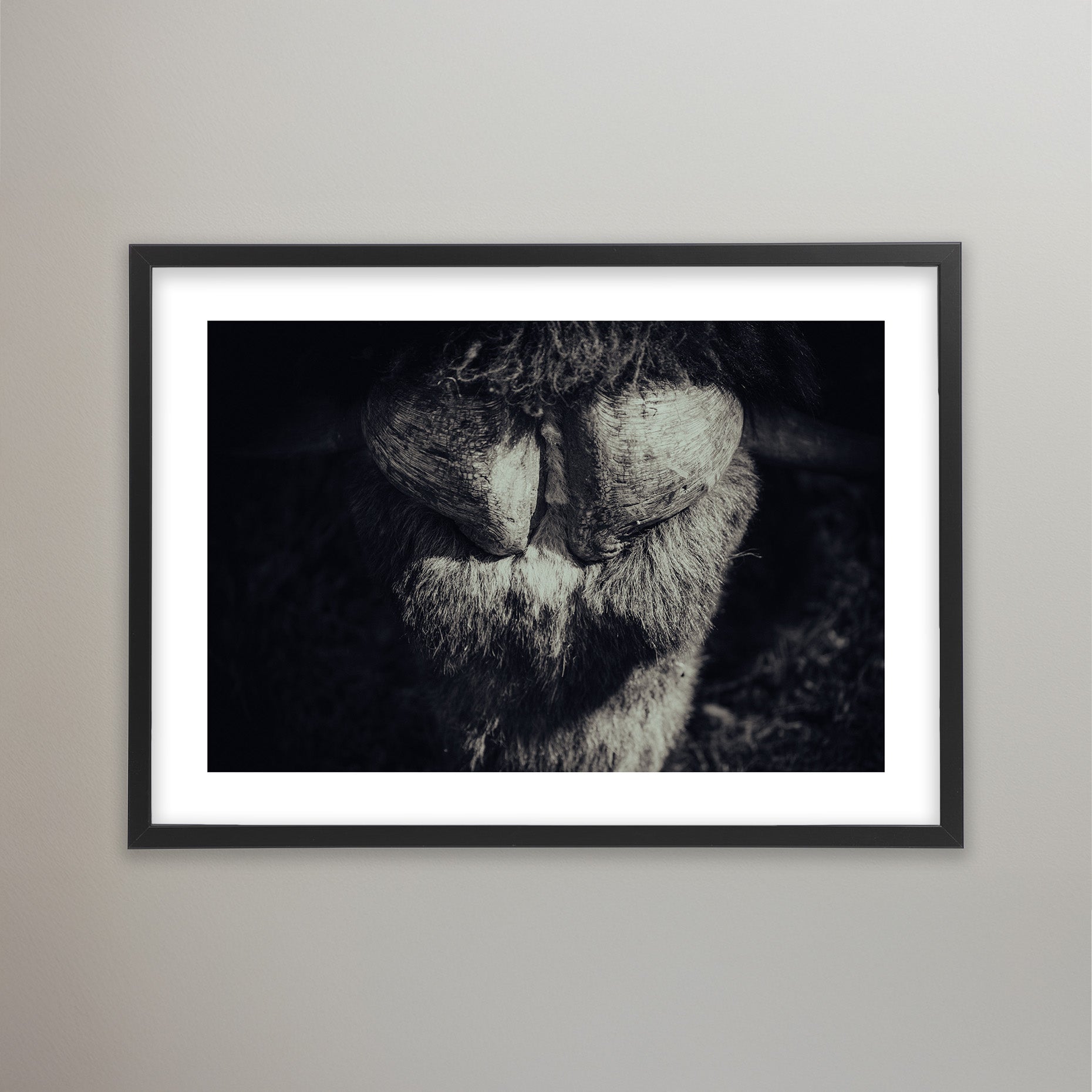 Musk Ox - Tänndalen