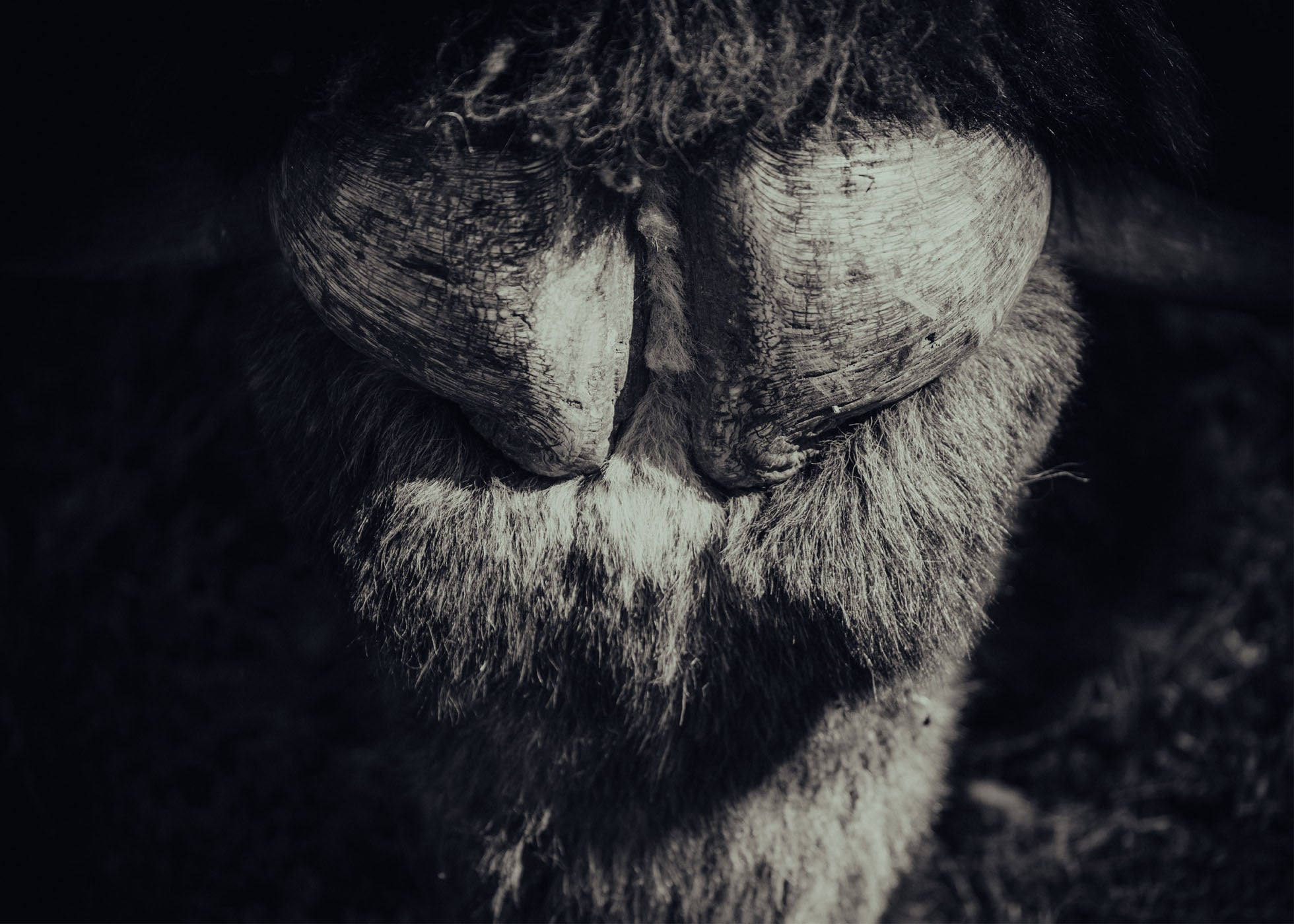 Musk Ox - Tänndalen