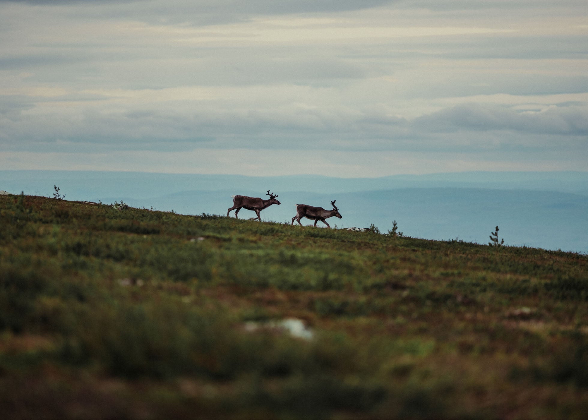 Roam - Nipfjället