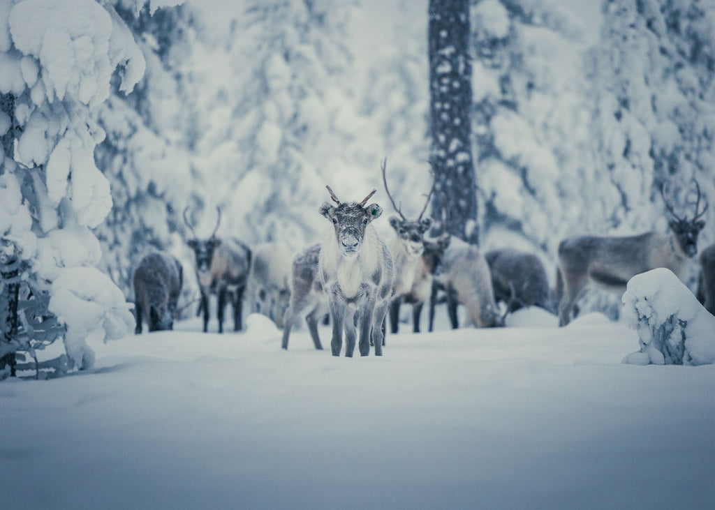 Reindeer Wonderland - Idre