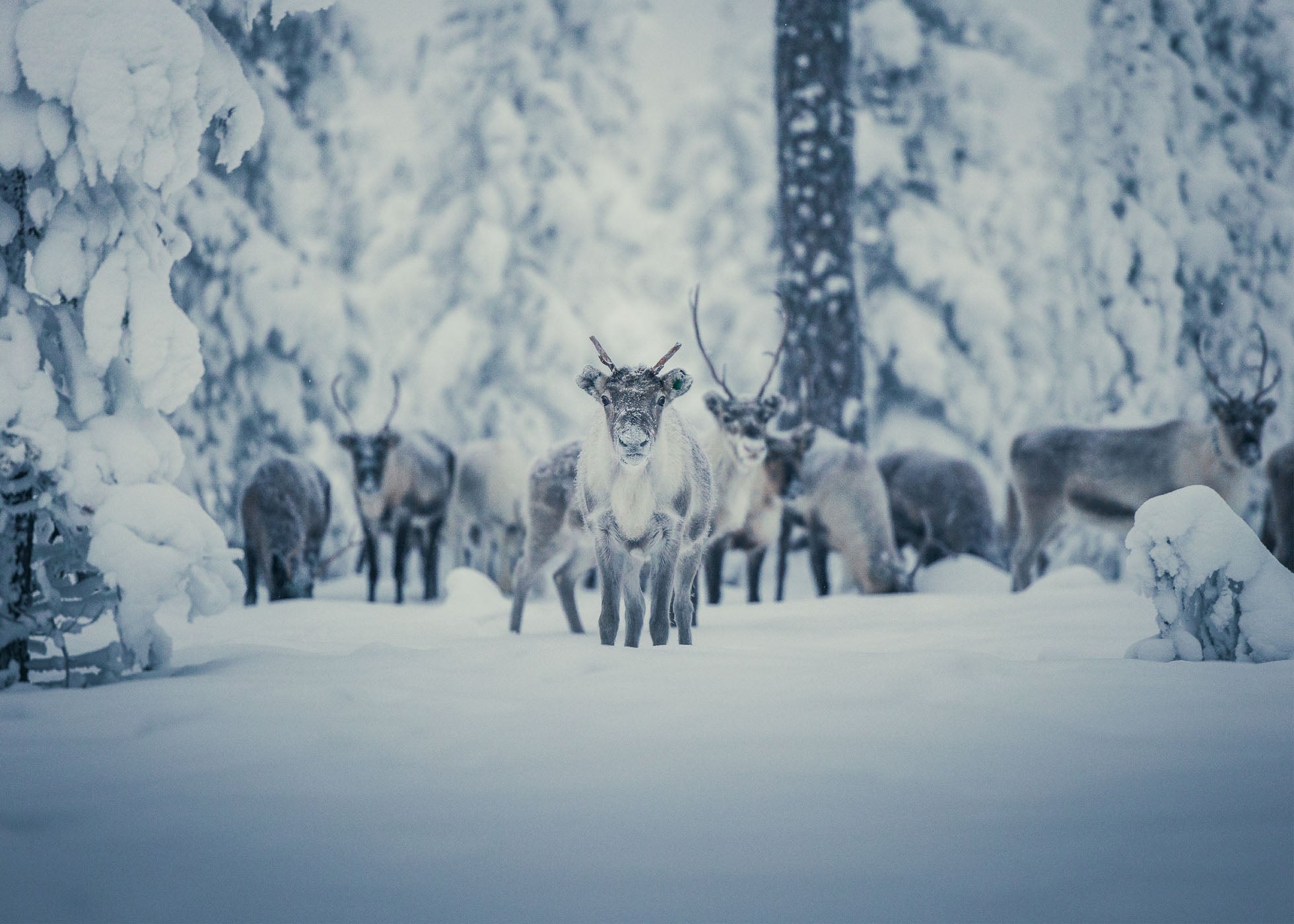 Reindeer Wonderland - Idre