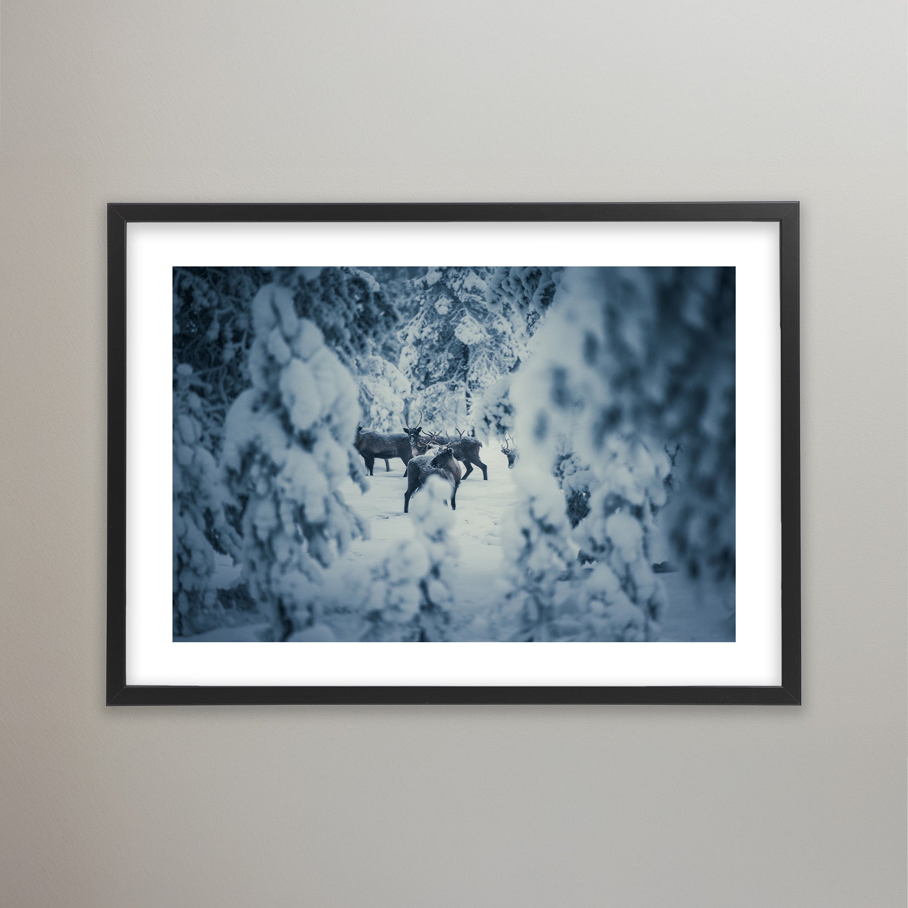 Winter Wild - Idre