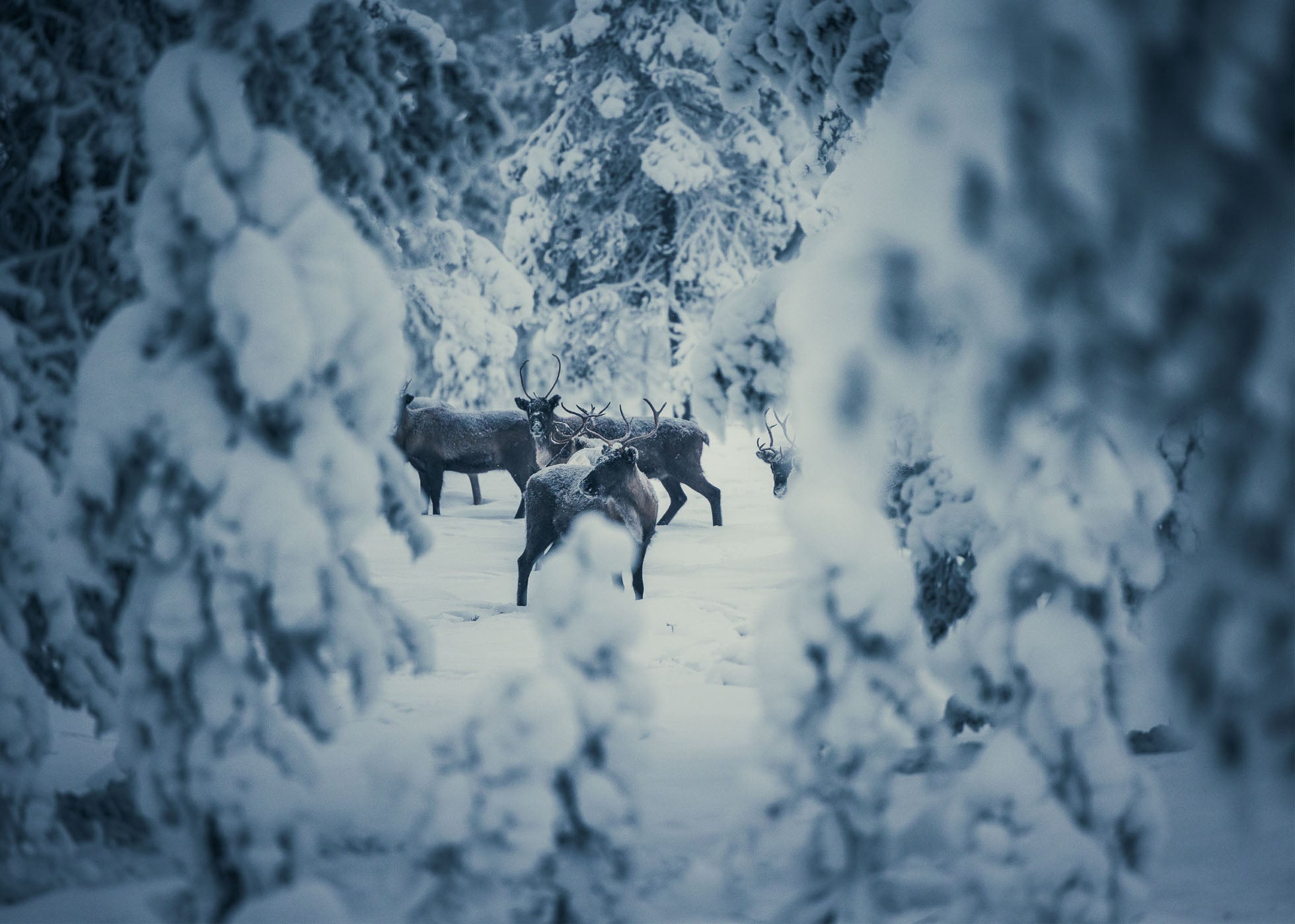 Winter Wild - Idre