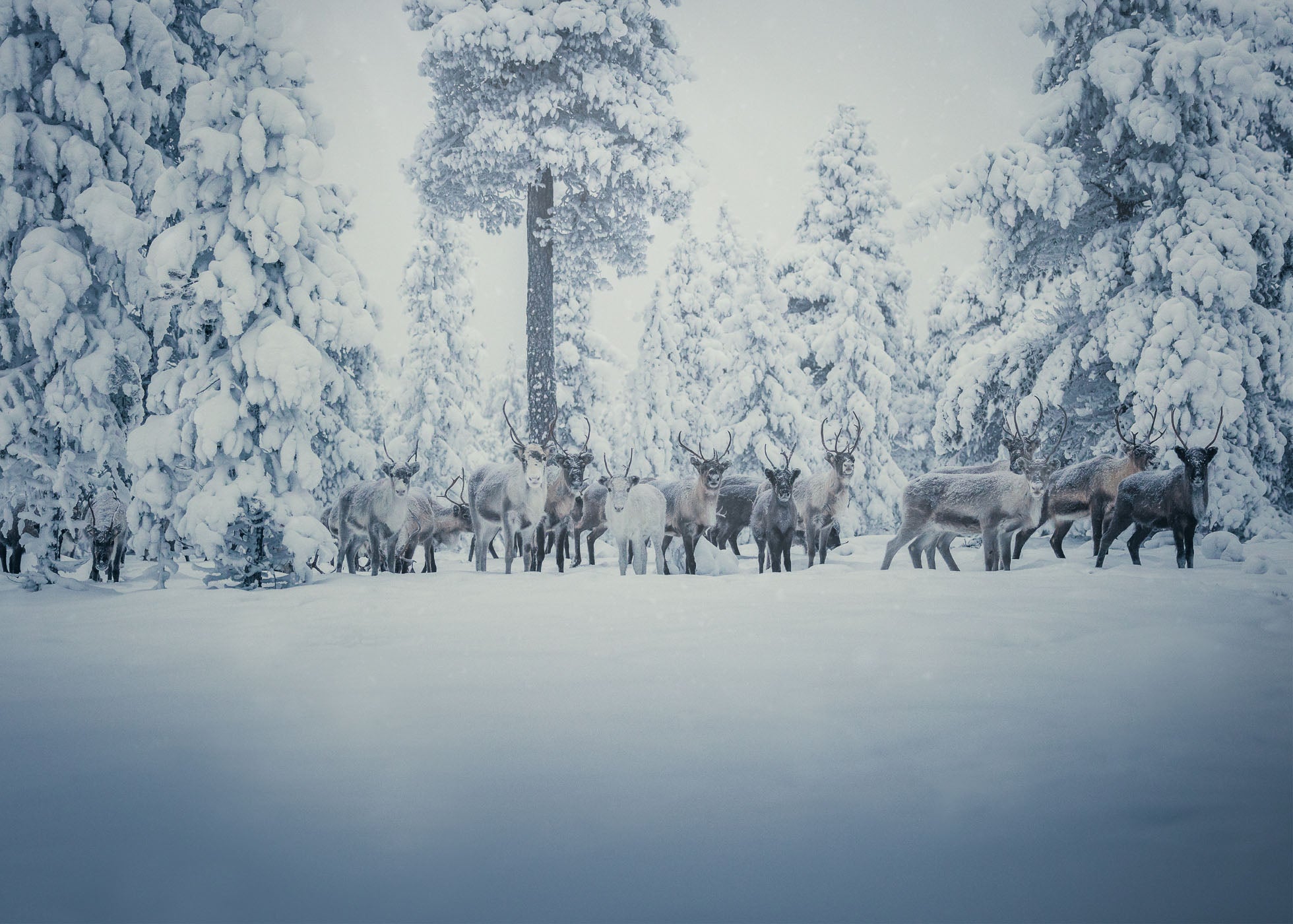 Frozen in Time - Idre