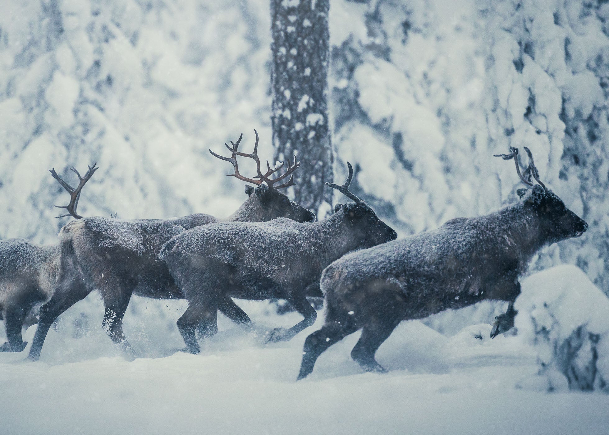 Frozen Journey - Idre