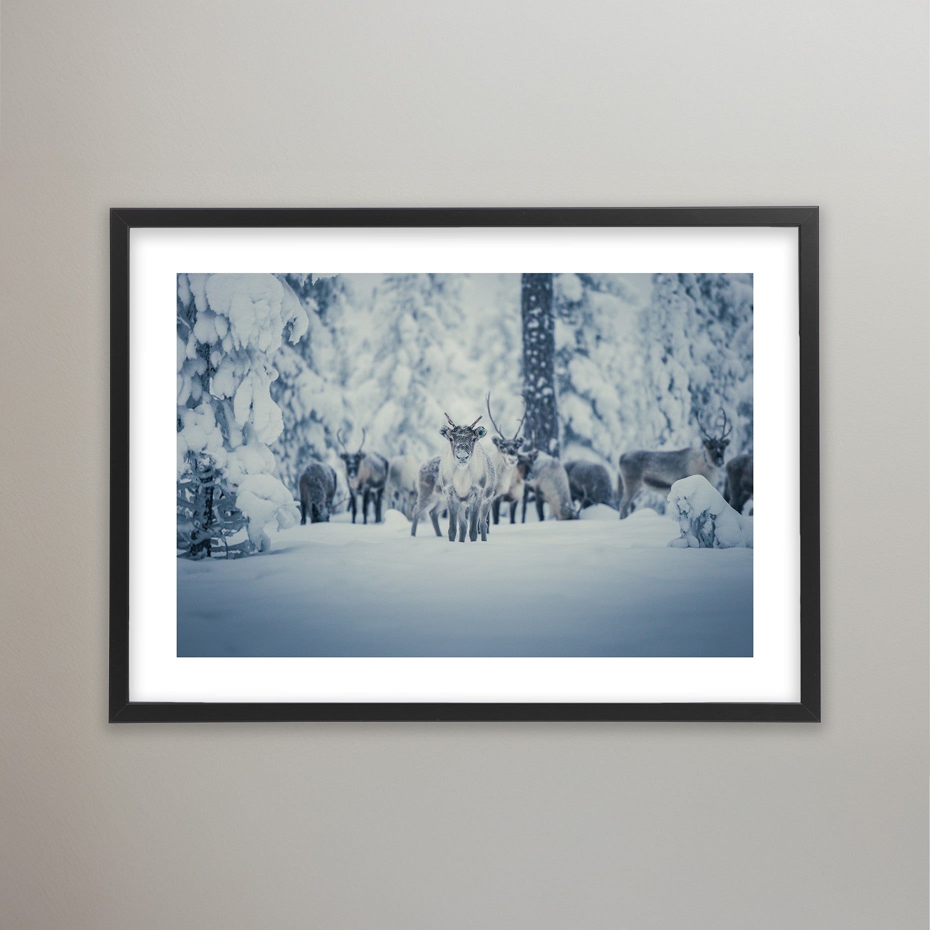 Reindeer Wonderland - Idre