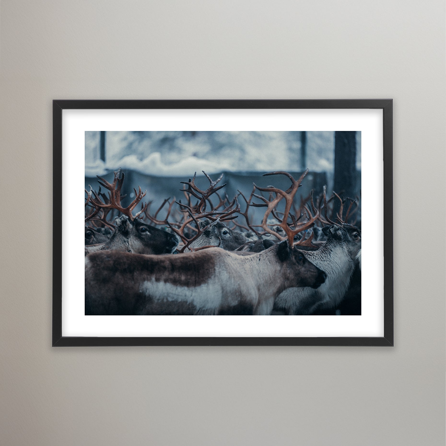 Renskildring i Idre. Poster i olika storlekar: 30x40 cm, 40x50 cm, 50x70-cm, 70x100 cm.