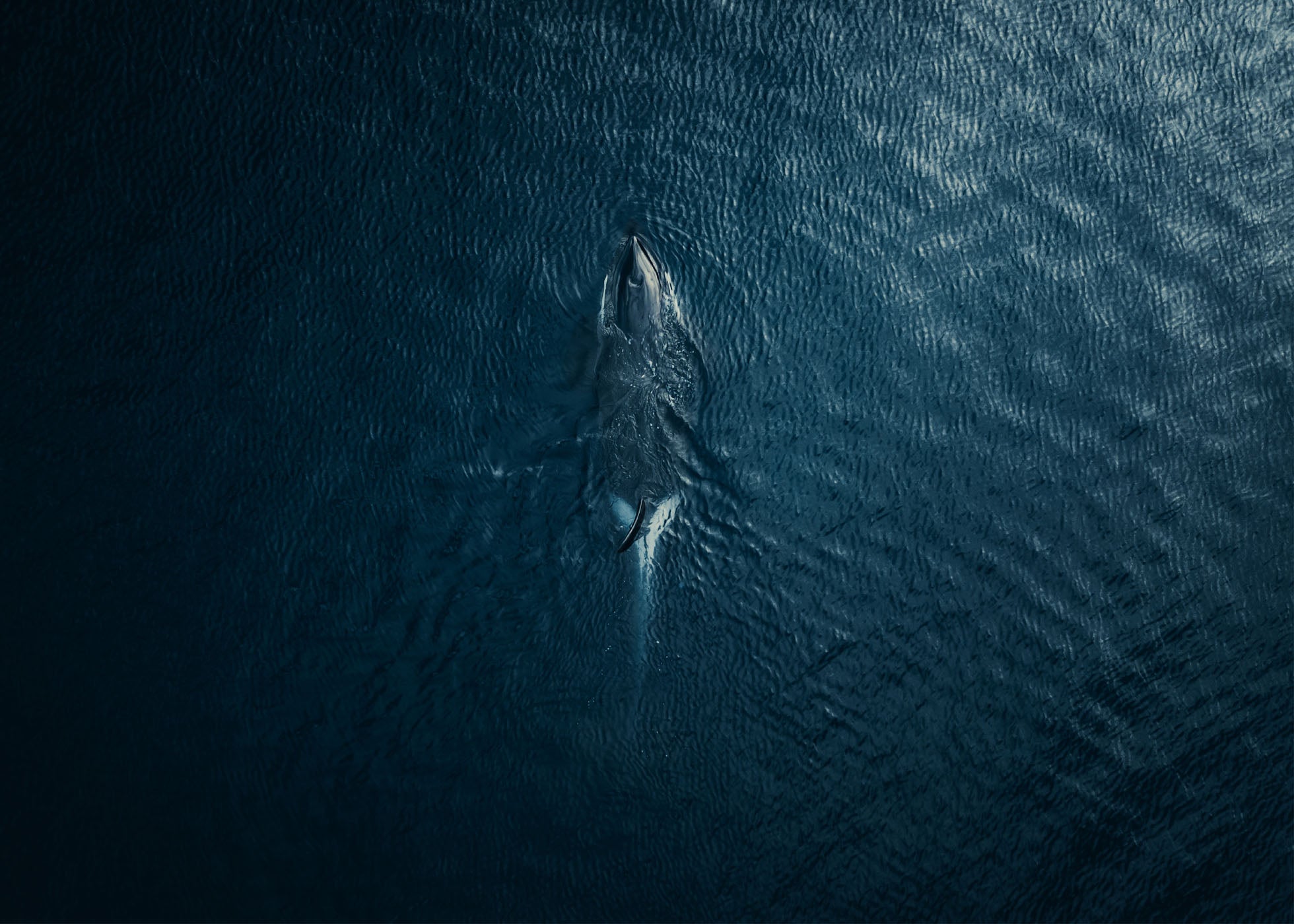 Marine Majesty - Lofoten