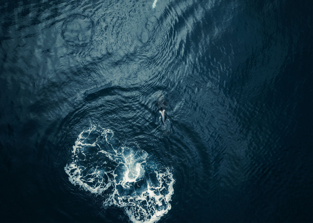 Ocean Giant - Lofoten