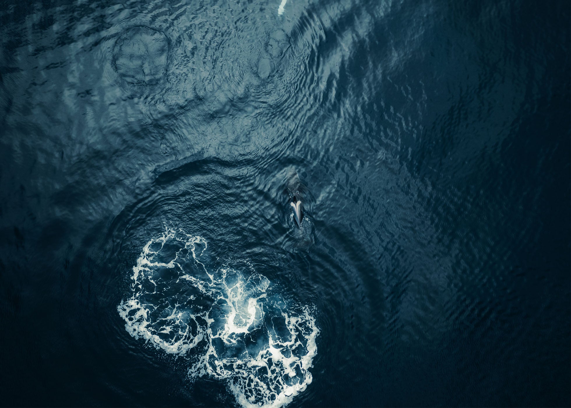 Ocean Giant - Lofoten