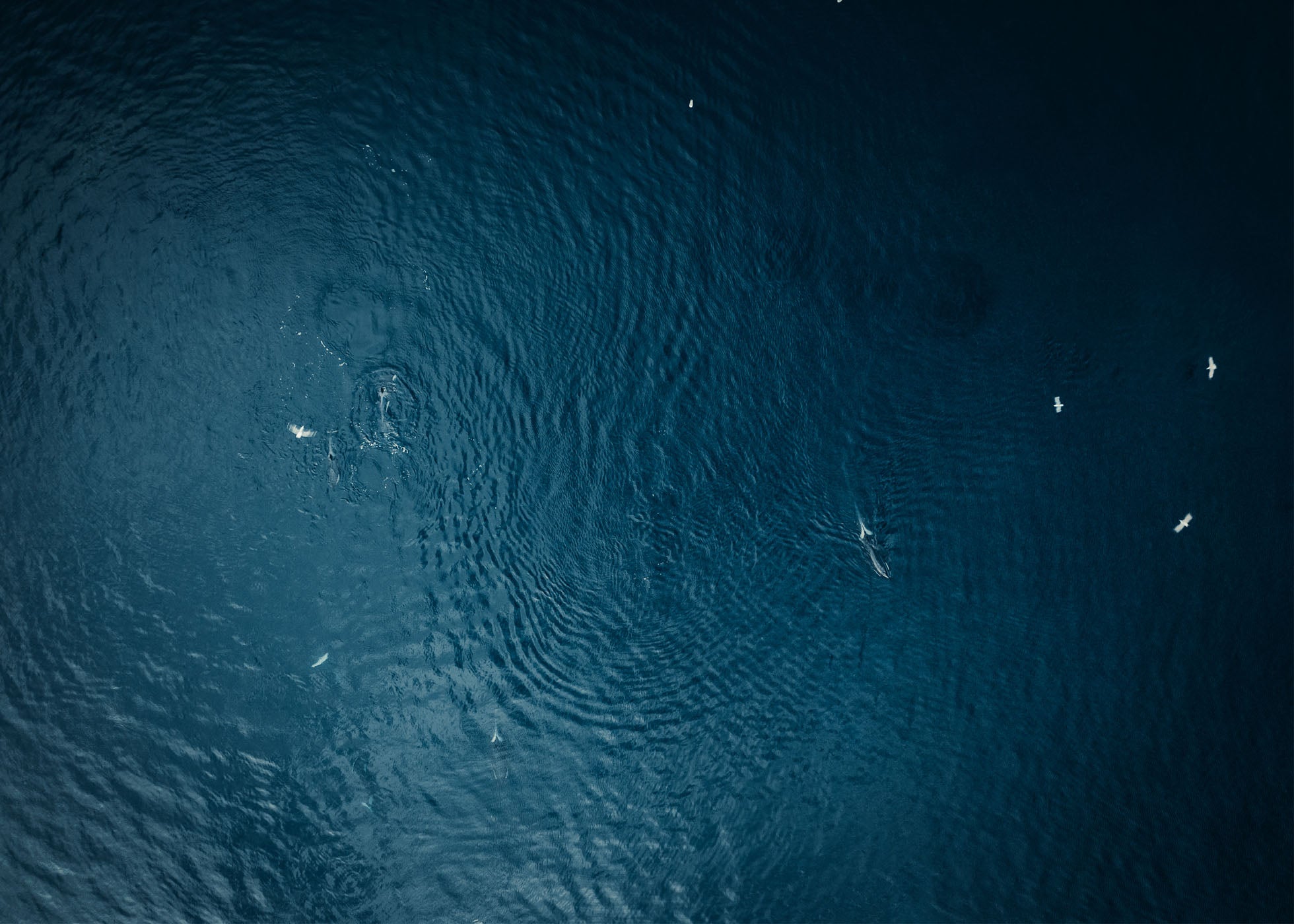 Oceans Force - Lofoten