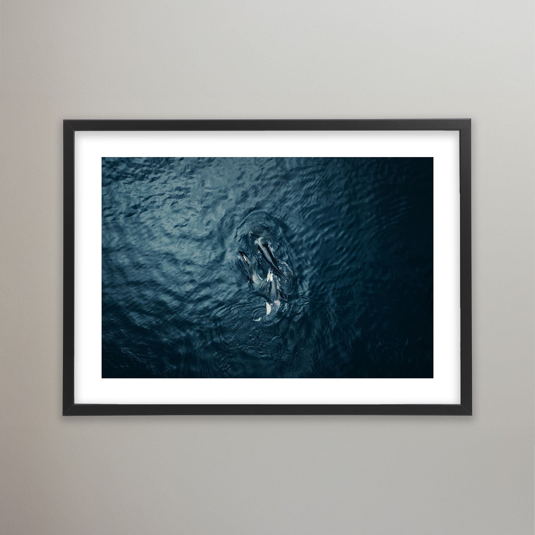 Sea Predator - Lofoten