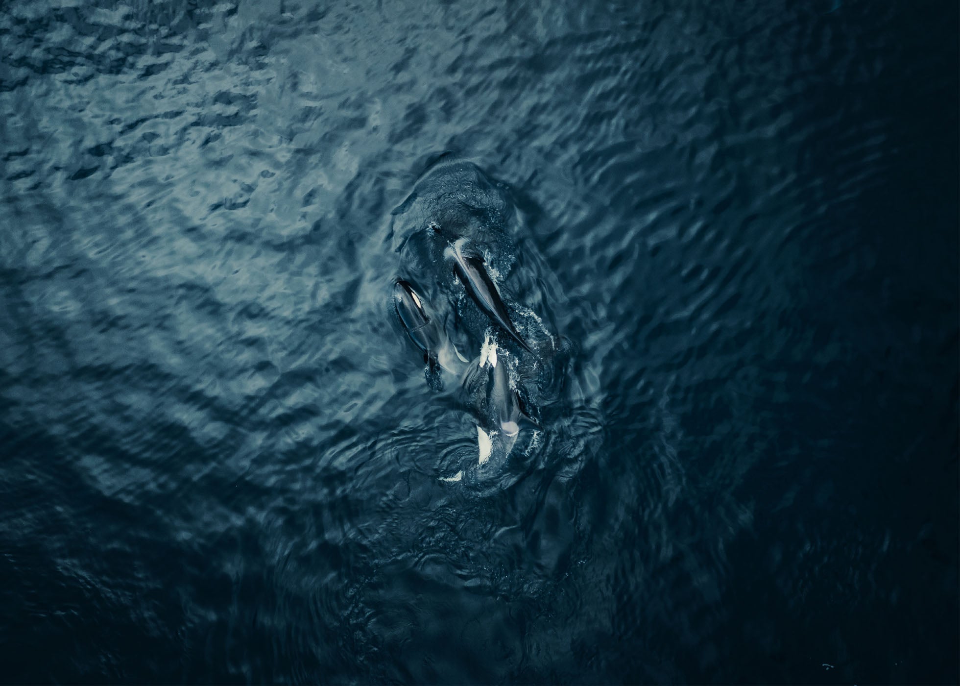 Sea Predator - Lofoten
